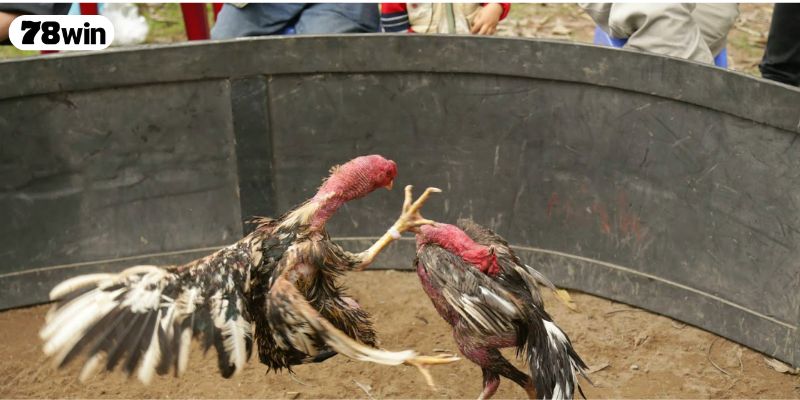 Các phương pháp xem ngày đá gà được sử dụng nhiều nhất